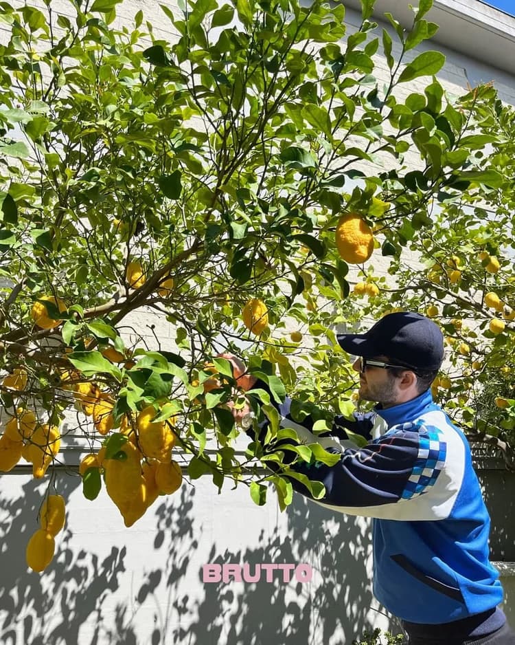 Picking lemons